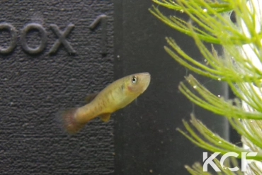 Fundulus chrysotus Lake Ruby Orlando FL-RBB18 male sub adulte 