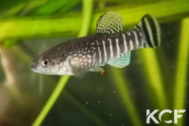 Aphaniops kruppi Jebel Akhdar male adulte 