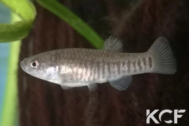 Aphaniops kruppi Jebel Akhdar femelle adulte 