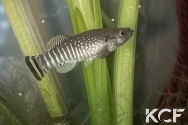 Aphaniops kruppi Jebel Akhdar male adulte 