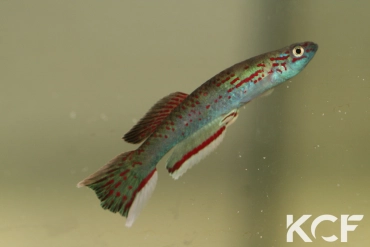 Aphyosemion pascheni pascheni Bidou 1 ABK 07-167 male adulte 