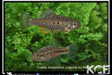 Cualac tessellatus Laguna do Media Luna couple adulte 