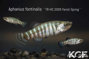 Anatolichthys fontinalis Yarisli Spring TR-HS 2009 couple adulte 