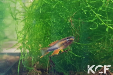 Aphyo. Chromaphyosemion pamaense Pama ADGP 11-18 male sub adulte 
