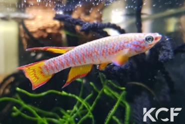 Aphyosemion dargei Ndjoré Mfele JVC 17-20 male adulte 