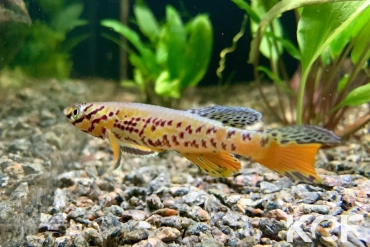 Fundulopanchax kribianus Fifinda ADK 09-301 male adulte 