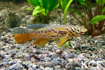 Fundulopanchax kribianus Fifinda ADK 09-301 male adulte 