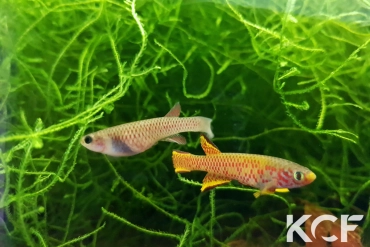 Aphyosemion schioetzi Ngombe Z 91-01 couple adulte 