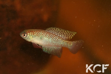 Hypsolebias carlettoi  male adulte 