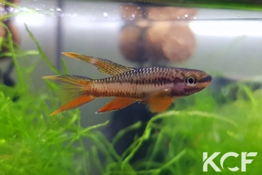 Aphyo. Chromaphyosemion omega Poutloloma ADGP 11-21 male sub adulte 