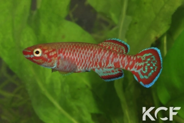 Aphyosemion joergenscheeli Mbigou GBG 93-21 male adulte 