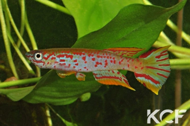 Aphyosemion jeanhuberi Issiengui COFE 10-03 male adulte 