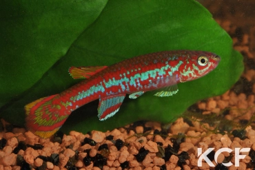 Aphyosemion exigoideum Mandilou GEM 06-06 male adulte 