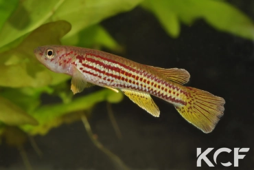 Aphyosemion hofmanni GBG 93-17 male adulte 