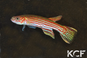 Aphyosemion raddai Matomb-Koktom JVC 13-20 male adulte 