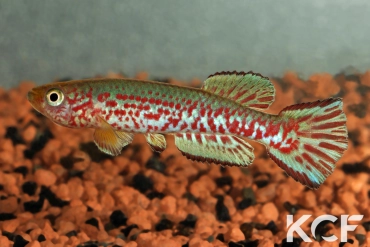 Aphyosemion labarrei Kingembe AVD 2011 male adulte 