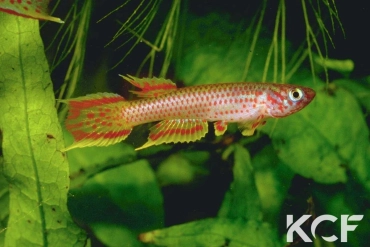 Aphyosemion lefiniense  male adulte 