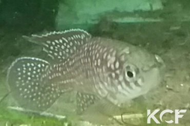 Simpsonichthys punctulatus Formosa Goias NP 03-07 male adulte 