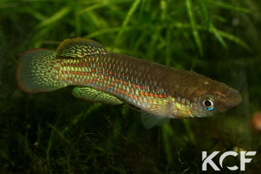 Pachypanchax playfairii  male adulte 