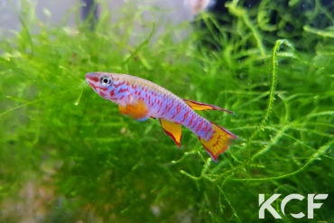 Aphyosemion dargei Ndjoré Mfele JVC 17-20 male adulte 