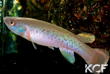 Cynodonichthys magdalenae  male adulte 