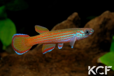 Aphyosemion primigenium Piste de Moabi GLC12 male adulte 