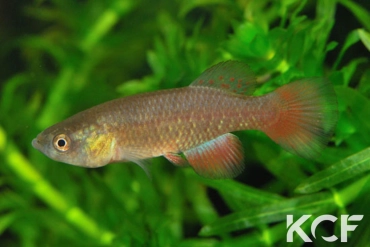 Austrofundulus transilis