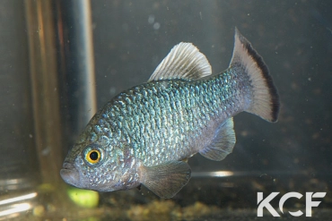Cyprinodon veronicae  male adulte 