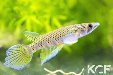 Epiplatys togolensis Afanji BCP 18-13 male adulte 