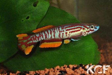 Aphyosemion pyrophore Makoumi FCCO 13-13 male adulte 