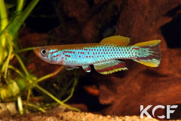 Aphyosemion etsamense GLC19 Song male adulte 