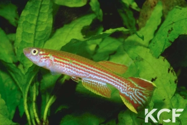 Aphyosemion raddai  male adulte 