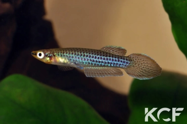 Aphyoplatys duboisi Congo CI 14 male adulte 