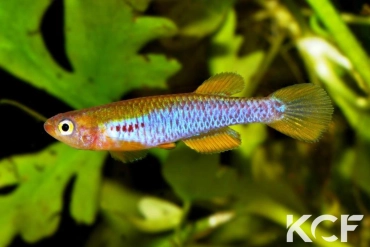 Aphyosemion citrineipinnis Massika GJS 00-03 male sub adulte 