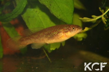 Callopanchax sidibeorum Bombokore OMG 2018 femelle adulte 