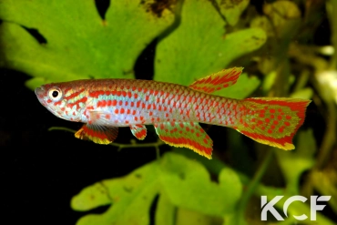 Aphyosemion lefiniense CLC19 Mbouambé male adulte 