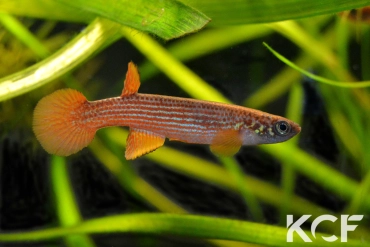 Anablepsoides rubrolineatus