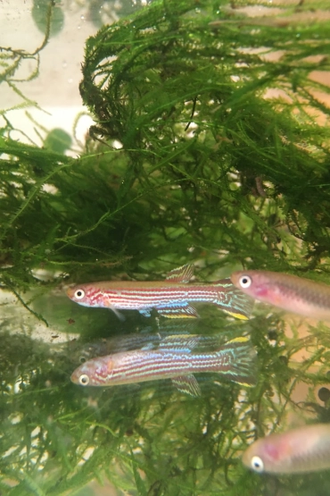 Aphyosemion raddai Mbanga JVC 17-24 couple sub adulte 