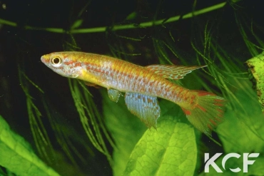 Aphyosemion thysi  male adulte 