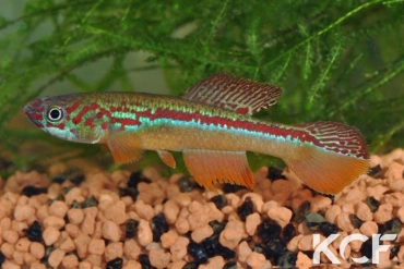 Fundulopanchax avichang Tubo GEMGV 12-02 male adulte 