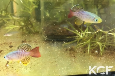 Nothobranchius foerschi Makurunge TAN 19-20 male sub adulte 