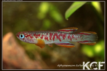 Aphyosemion tirbaki Tsotandzala BSWG 97-08 male adulte 