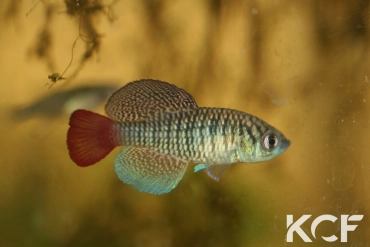 Nothobranchius patrizii Msumalini Creek K 96-23 male sub adulte 