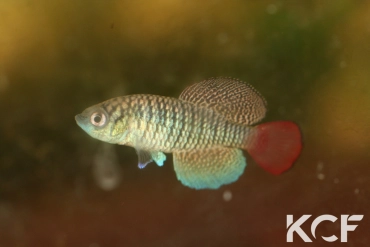 Nothobranchius patrizii Msumalini Creek K 96-23 male sub adulte 