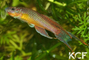 Aphyo. Chromaphyosemion malumbresi Route Tika-Bata Pto GEMLCG 07-50 male adulte 