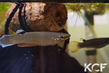 Aplocheilus panchax panchax Phu Quoc VL-19 couple adulte 