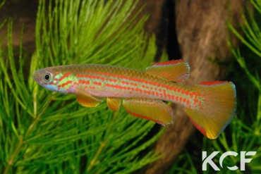 Aphyosemion wildekampi Bonda ABDK 10-404 male adulte 