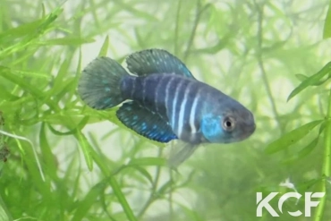 Austrolebias gymnoventris Salamanca male sub adulte 