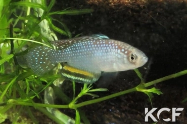 Hypsolebias trifasciatus Santa Rita de Cassia BR 14-02 male sub adulte 