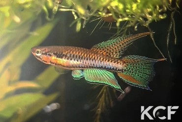 Aphyo. Chromaphyosemion bitaeniatum Adja-Ouéré - Forêt sacrée male adulte 